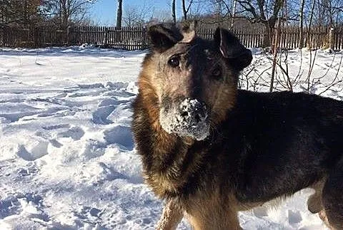 Borys szuka domu!♥, dolnośląskie Jeleni