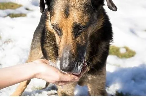 Borys szuka domu!&#9829;,  dolnośląskie Jeleni