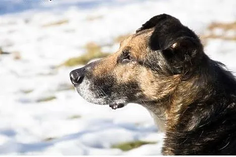 Borys szuka domu!&#9829;,  dolnośląskie Jeleni
