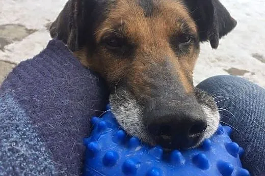 Borys szuka domu!&#9829;,  dolnośląskie Jeleni