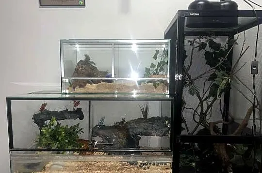 węże zbożowe kameleon jemeński z terrariami, Wielkopolskie, Turek