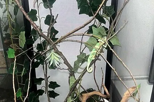 węże zbożowe kameleon jemeński z terrariami, Wielkopolskie, Turek