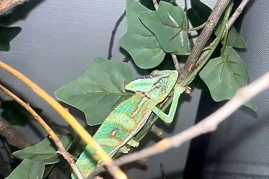 węże zbożowe kameleon jemeński z terrariami, Wielkopolskie, Turek