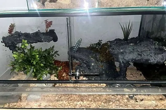 węże zbożowe kameleon jemeński z terrariami, Wielkopolskie, Turek