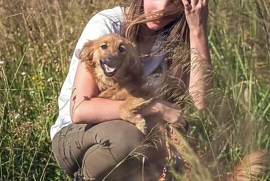 Czaruś-4 miesięczny piesek do adopcji!, Śląskie, Częstochowa