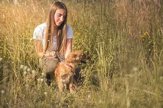 Czaruś-4 miesięczny piesek do adopcji!, Śląskie, Częstochowa