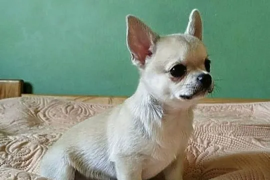 Chihuahua maleńki piesek, Wielkopolskie, Konin