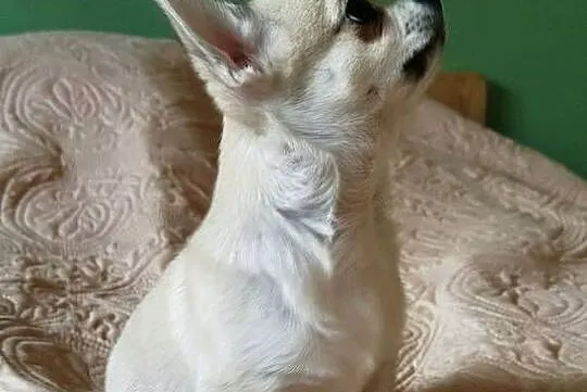 Chihuahua maleńki piesek, Wielkopolskie, Konin