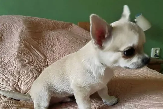 Chihuahua maleńki piesek, Wielkopolskie, Konin