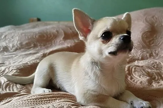 Chihuahua maleńki piesek, Wielkopolskie, Konin