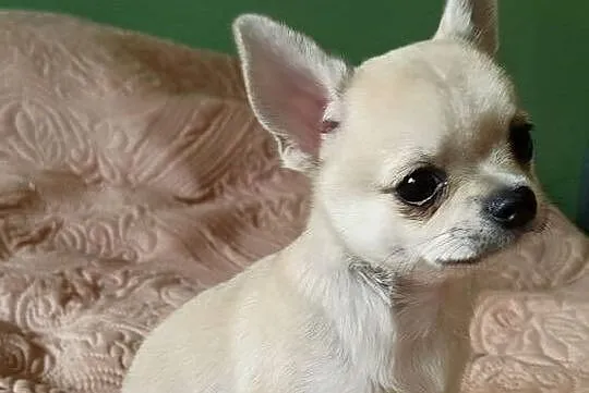 Chihuahua maleńki piesek, Wielkopolskie, Konin