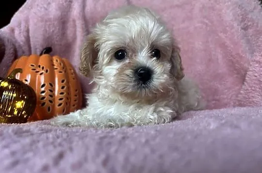 Sunia Maltipoo F1 biszkoptowa