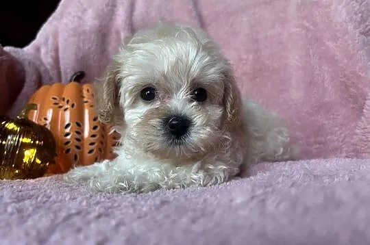 Sunia Maltipoo F1 biszkoptowa, Śląskie, Częstochowa