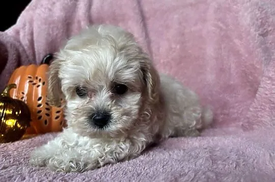 Sunia Maltipoo F1 biszkoptowa, Śląskie, Częstochowa