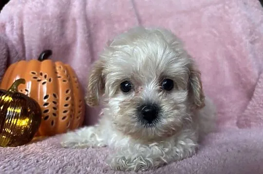 Sunia Maltipoo F1 biszkoptowa, Śląskie, Częstochowa