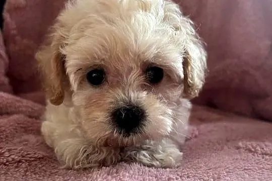 Sunia Maltipoo F1 biszkoptowa, Śląskie, Częstochowa