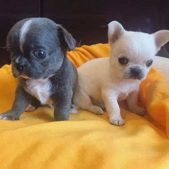 Przepiękne Chihuahua szczenięta gotowe do sprzedaży w nowych domach
