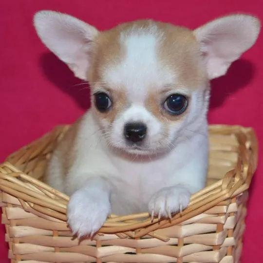 Przepiękne Chihuahua szczenięta gotowe do sprzedaży w nowych domach, Wielkopolskie, Konin