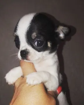 Przepiękne Chihuahua szczenięta gotowe do sprzedaży w nowych domach, Wielkopolskie, Konin