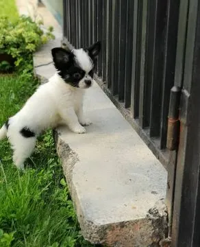 Przepiękne Chihuahua szczenięta gotowe do sprzedaży w nowych domach, Wielkopolskie, Konin