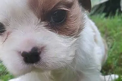 Suczka Cavalier king charles spaniel blenhein, Małopolskie, Tarnów