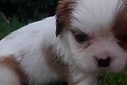 Suczka Cavalier king charles spaniel blenhein, Małopolskie, Tarnów