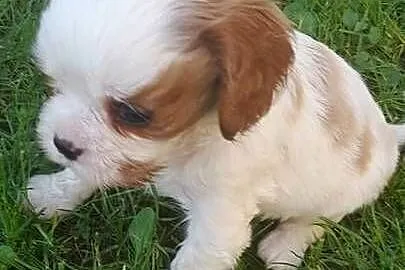 Suczka Cavalier king charles spaniel blenhein, Małopolskie, Tarnów
