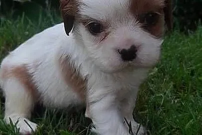 Suczka Cavalier king charles spaniel blenhein, Małopolskie, Tarnów