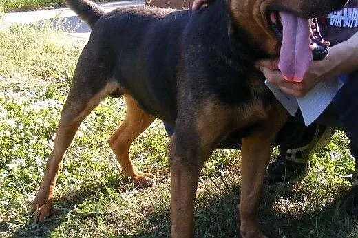 Misiek z osiedla szuka domu !!! Pilne,  Kundelki c
