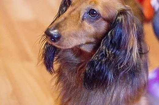 Jamnik Alvin do adopcji,  Jamnik cała Polska
