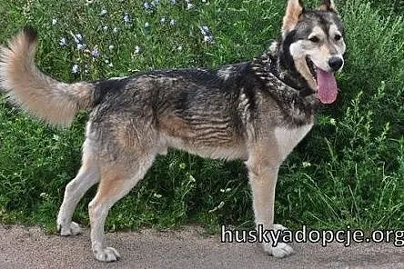 CHUCK- mądry i wesoły pies w typie rasy Alaskan Ma