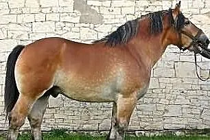 stanówka ogier zimnokrwisty