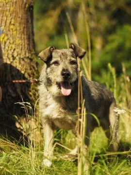 Dżinks - niekonfliktowy SZNAUCEREK mix szuka domu!  Dżinks odmieni cały Twój świat! Dżinks trafił do