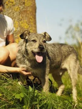 Dżinks - niekonfliktowy SZNAUCEREK mix szuka domu!  Dżinks odmieni cały Twój świat! Dżinks trafił do, , Warszawa