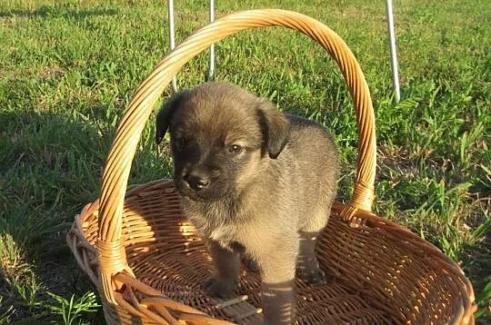 7 MALUSZKÓW szuka pilnie domów tymczasowych_stałych!