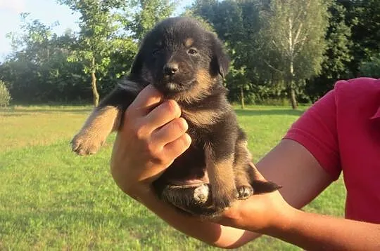 7 MALUSZKÓW szuka pilnie domów tymczasowych_stałyc