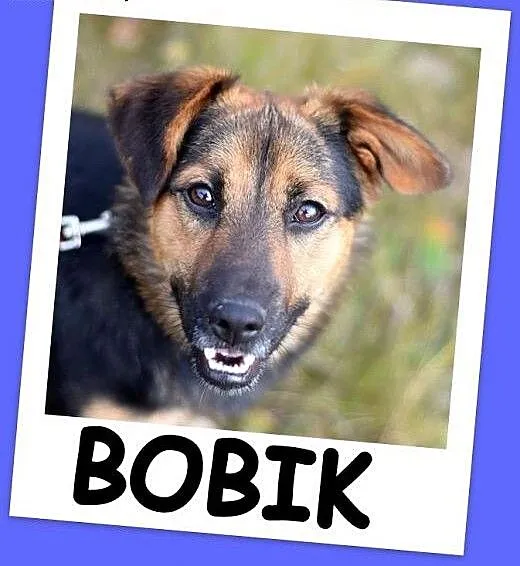 Aktywny,waga 10 kg,przyjazny,kontaktowy pies BOBIK