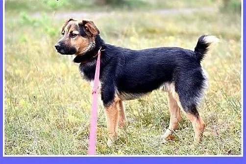 Aktywny,waga 10 kg,przyjazny,kontaktowy pies BOBIK