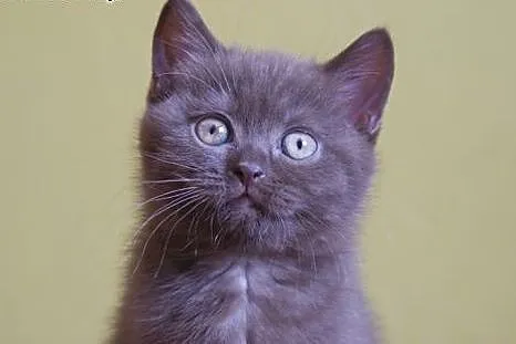 HAPI czekoladowa kotka brytyjska jak miś - rodowód