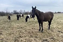 Wałach Iwar APH APALLOUS