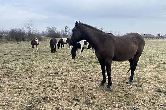 Wałach Iwar APH APALLOUS, Lubelskie, Zamość