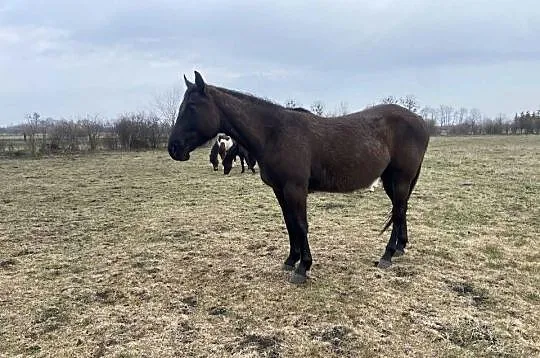 Wałach Iwar APH APALLOUS, Lubelskie, Zamość