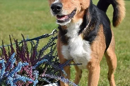 Przepiękny Trix do adopcji,  śląskie Bytom