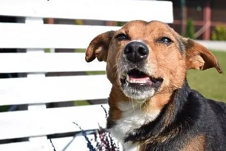 Przepiękny Trix do adopcji,  śląskie Bytom