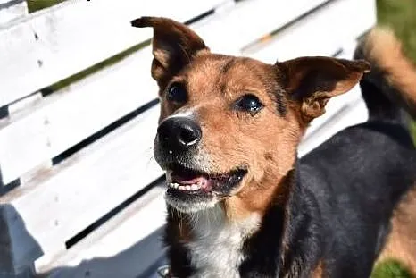 Przepiękny Trix do adopcji,  śląskie Bytom
