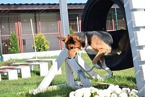 Przepiękny Trix do adopcji,  śląskie Bytom