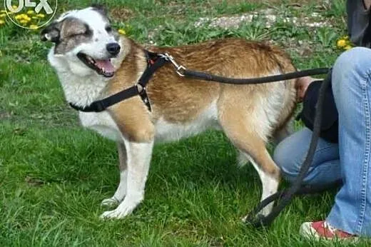 Jack szuka kochającego i odpowiedzialnego domku na