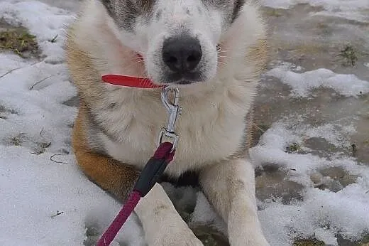 Jack szuka kochającego i odpowiedzialnego domku na