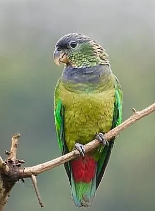 Piona Łuskowana (pionus maximiliani) młode ręcznie