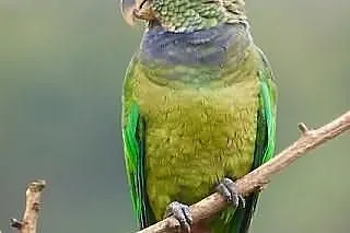 Piona Łuskowana (pionus maximiliani) młode ręcznie